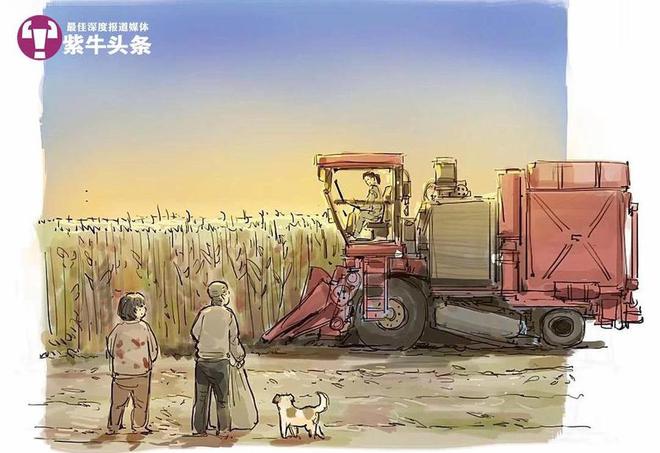 闯北免费为老人收割玉米被画成漫画走红麻将胡了app女农机手开着收割机走南(图2)